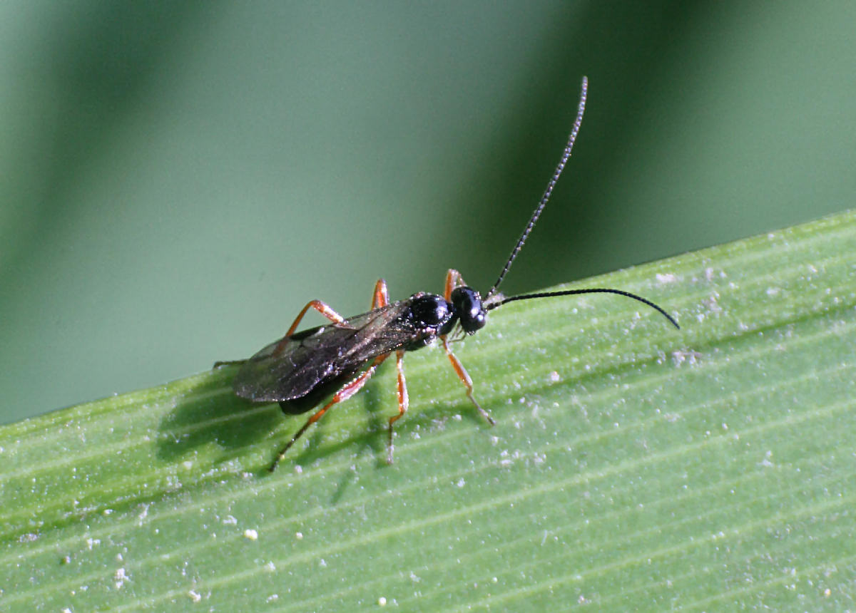 piccolo imenottero da identificare